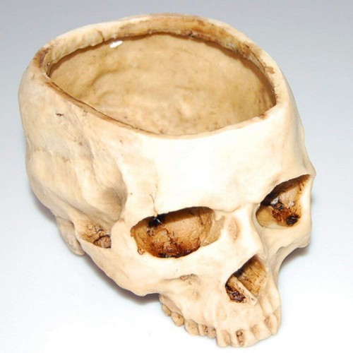 Resin artificial human skull - human,