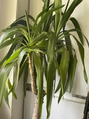 Large live yucca elephantipes - large,