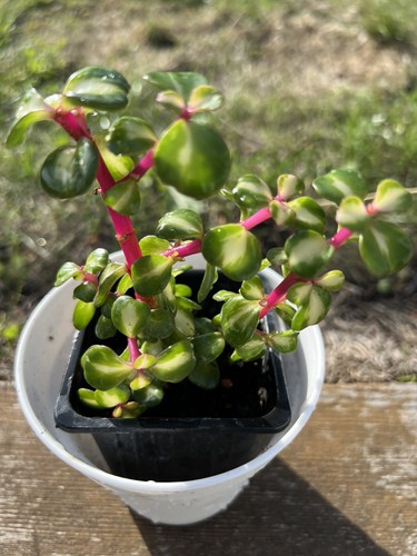 Portulacaria afra mediopicta - portulacaria,