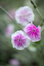 LYCHNIS CORONARIA ANGEL'S BLUSH ROSE CAMPION CONTAINER GARDEN PLANT