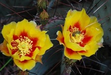 Succulents  PRICKLY PEAR