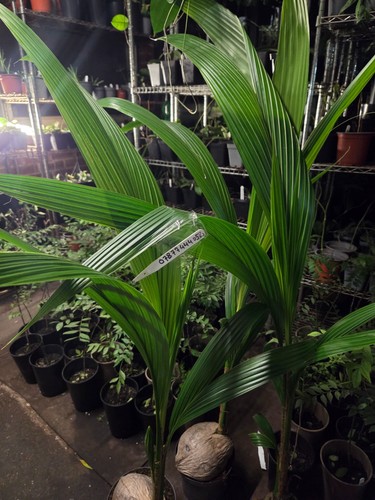 Coconut plant cocos nucifera - plant, ,cocos