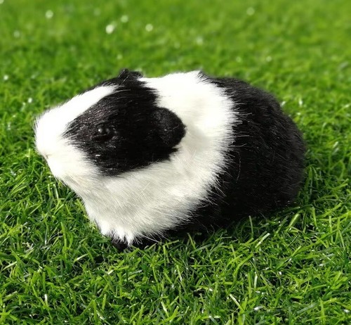Black guinea pig inch - pig, fur