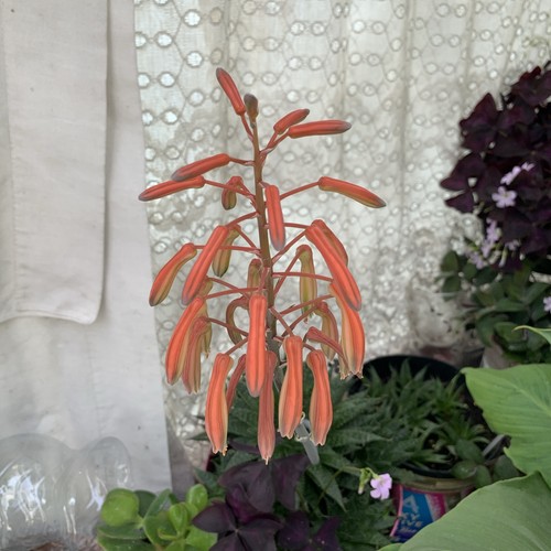 Three live plant aloe - three,