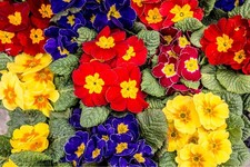 Polyanthus Plants - 'Stella Mix' - 20 x Full Plant Pack - Winter Bedding Plants