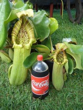 NEPENTHES TRUNCATA -