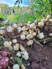 1 kg Jerusalem Artichokes