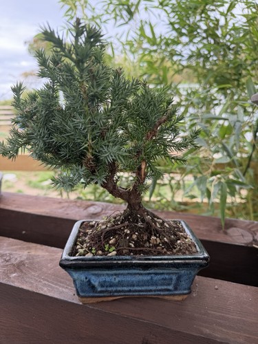 Juniper bonsai tree potted - juniper,