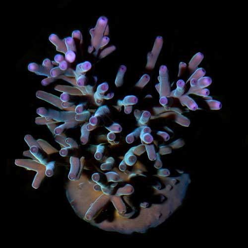 Aquacultured hawkin blue - aquacultured, hawkin's
