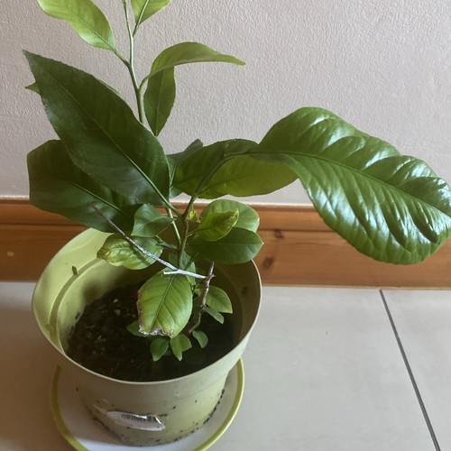 Citrus bonsai lime plant 50cm - citrus,