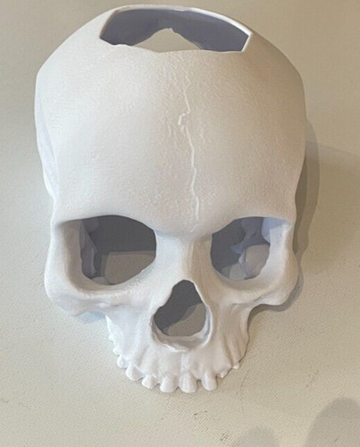 Large human skull - large, reptile