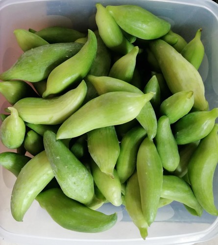 Seeds achocha caigua - seeds,