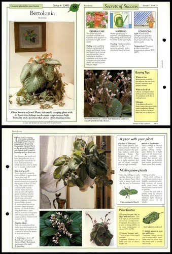 Bertolonia unusual success - bertolonia,