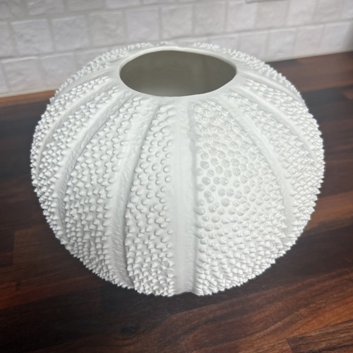 White sea urchin textured - urchin,