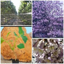 Paulownia Pao Tong Z07 SUPER HYBRID! Hardy to -33°C! Super fast growing tree!