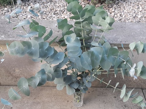 Stick insect food fresh - stick,