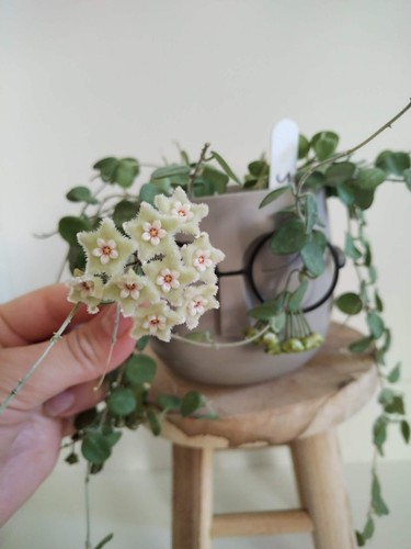Exotic unique small leaves - small,