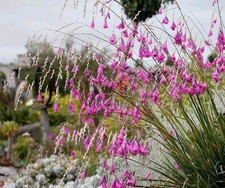 Dierama pulcherrimum angel s - pulcherrimum, angel's