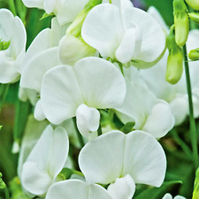 Everlasting pea Lathyrus latifolius White 40 seeds+FREE REUSABLE PLANT LABEL