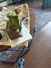 iguana figurine on a log