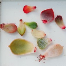 Mix of Succulent Leaves Variety Pack for Propagation x 10, Leaves Bundle