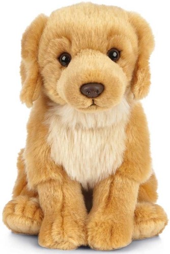 Living nature golden retriever - living,