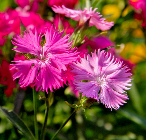 300x dianthus superbus - 300x,