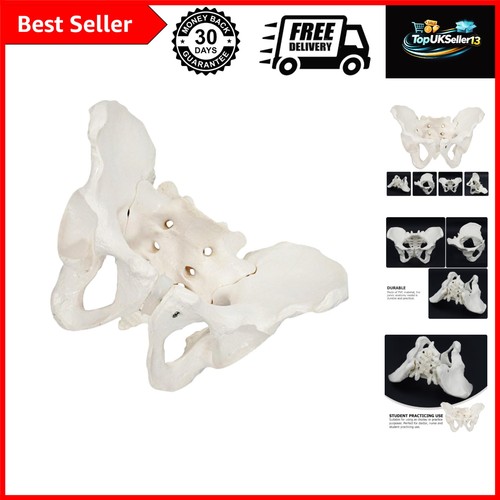 Female pelvis model anatomy - pelvis,