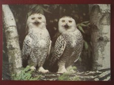 POSTCARD E3-19 ANIMALS SNOWY