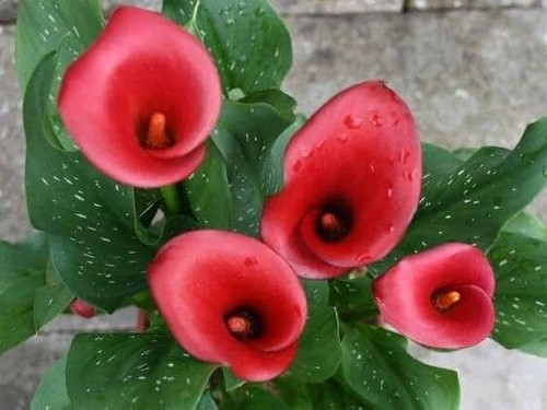 Red emotion - 1,