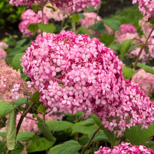 Hydrangea pink annabelle - pink,