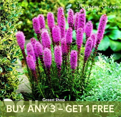 Gayfeather pink lavender - gayfeather,