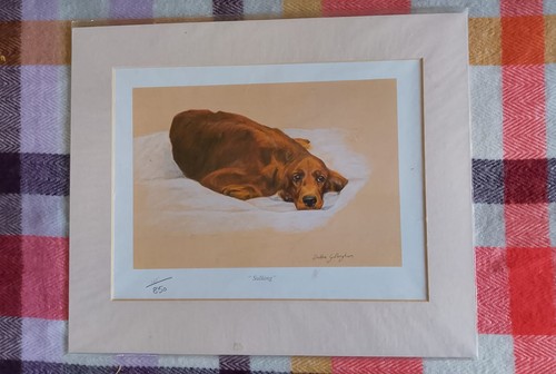 Irish red setter limited - red,