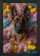 Belgian Malinois dog Framed