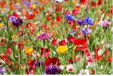 25g  Wild Flower Meadow Seeds BUY 2 get 2 FREE Wild Scented Bee Mix 149a