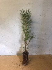 10 Scots Pine Trees - Pinus