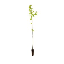 3 Cherry Plum Tree  -  Prunus