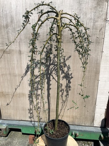Siberian pea tree pendula - pea,