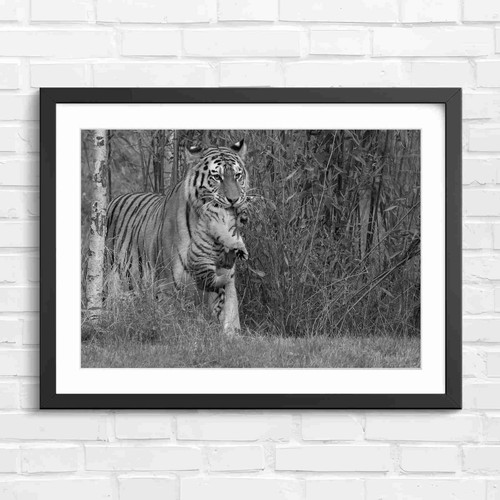 Mother tiger carrying cub - carrying, in