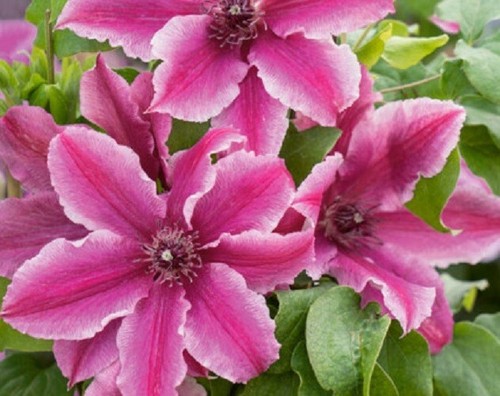 Clematis carnaby seeds - clematis,,