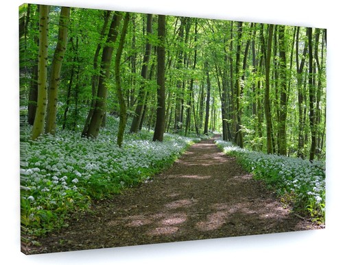 Stunning nature woodland - nature,