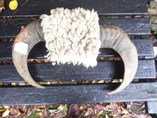 Rams Horns and real wool 9
