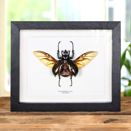 Atlas taxidermy beetle - atlas,