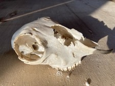 Small Sheep Skull