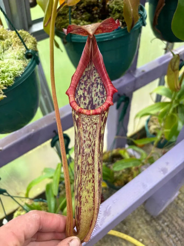 Nepenthes boschiana maxima - x,