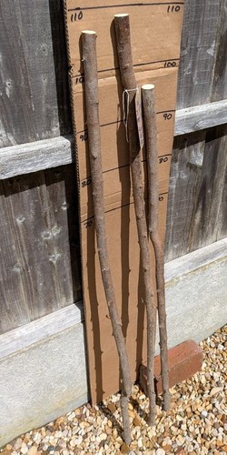 Blackthorn walking stick - blackthorn,
