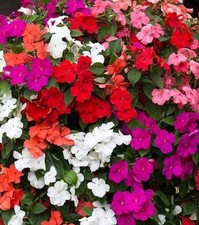 Impatiens beacon mixed bedding