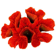 Red Ridge Coral Aquarium Fish