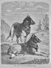 Mammalia PYRENEAN SHEPHERD'S