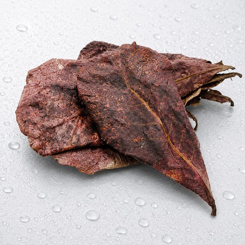 Indian almond leaves - indian, (catappa)